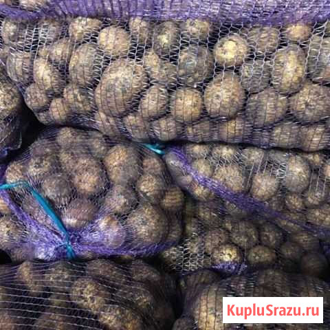 Картофель Гала оптом Кемерово - изображение 1