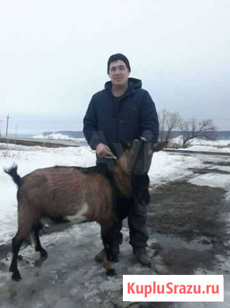 Альпийский племенной козёл, 3.5 года Самара - изображение 1