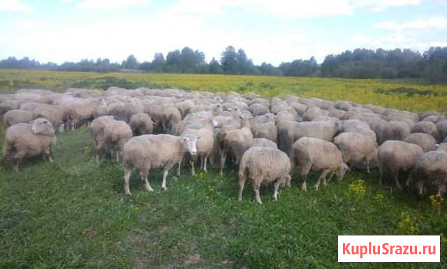 Овцы, бараны куйбышевской породы Кашин - изображение 1