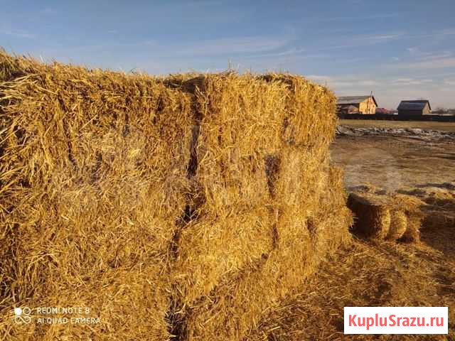 Солома в тюках Спасск-Рязанский - изображение 1