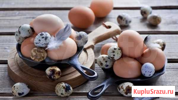 Яйцо пищевое куриное, индейки Ижевск - изображение 1