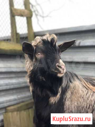 Козел для случки Великие Луки - изображение 1