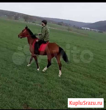 Продаю кобылу Англо-арабка Экажево - изображение 1
