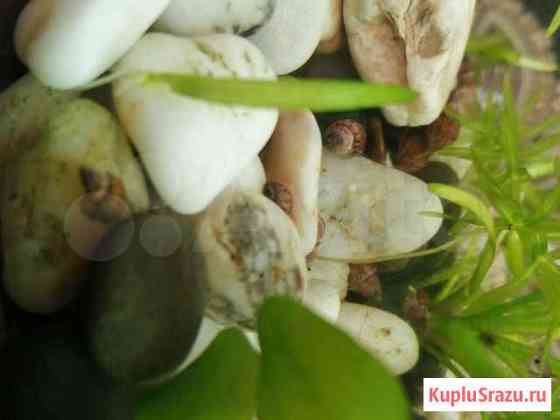 Улитка мелания-гранифера Набережные Челны