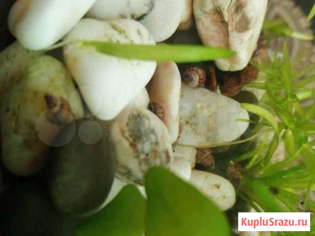 Улитка мелания-гранифера Набережные Челны - изображение 1