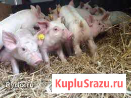 Поросята Касимов - изображение 1