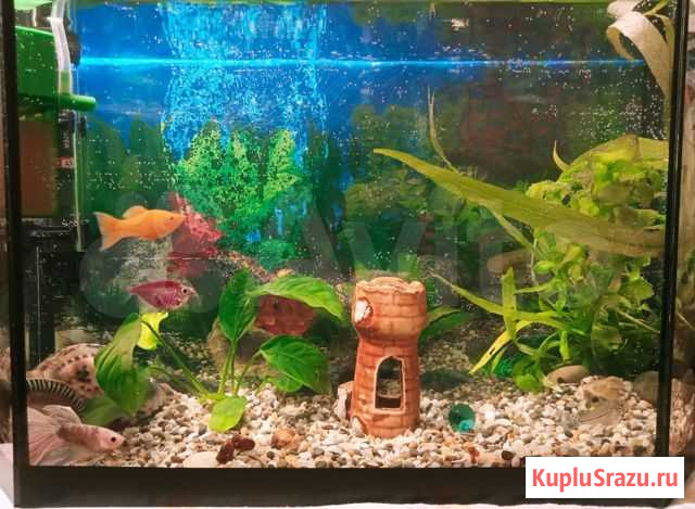 Аквариум Нижний Новгород - изображение 1