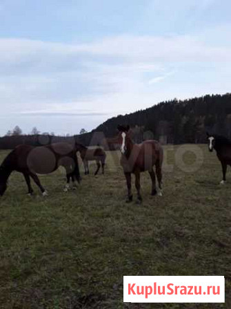 Жеребец Нязепетровск - изображение 1