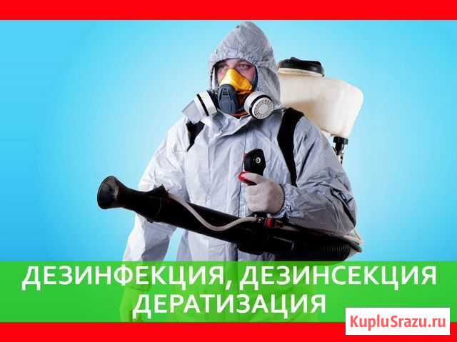 Уничтожение клопов тараканов муравьёв крыс Кострома - изображение 1