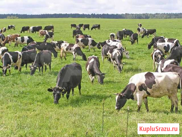 Коровы, козы Мыски - изображение 1