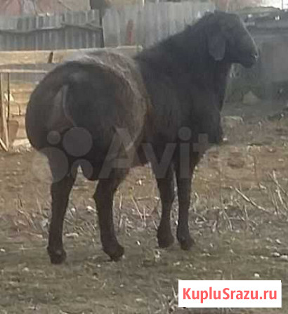 Гиссарская порода на племя Кара-Тюбе - изображение 1