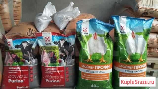 Кролики Нальчик - изображение 1