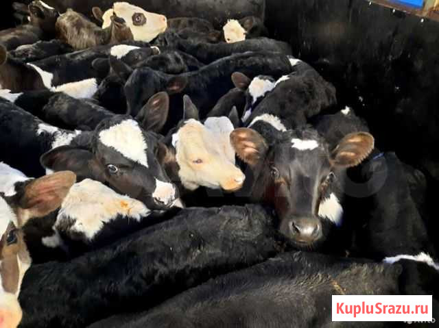 Бычки телята Мокшан - изображение 1