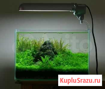 Аквариум Братск - изображение 1
