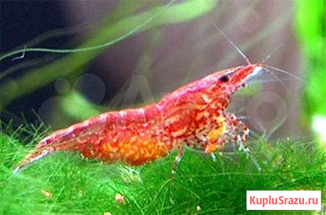Креветки-вишня Челябинск - изображение 1