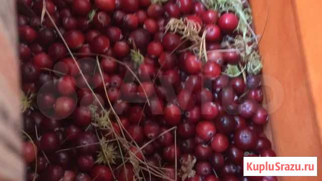 Клюква Йошкар-Ола - изображение 1