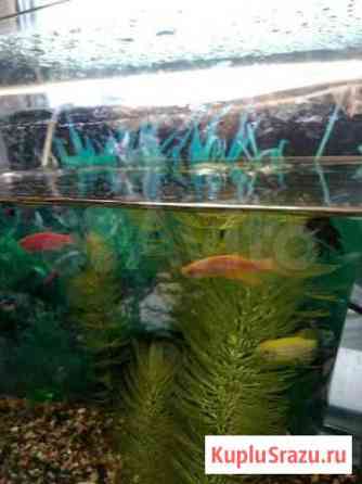 Аквариумные рыбки Кемерово