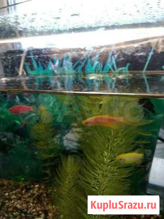 Аквариумные рыбки Кемерово - изображение 1