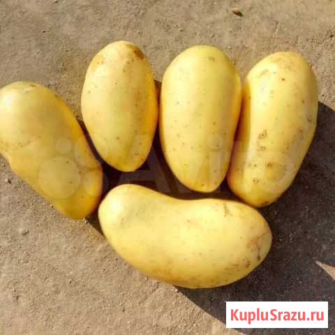 Картофель свежий урожай Пермь - изображение 1