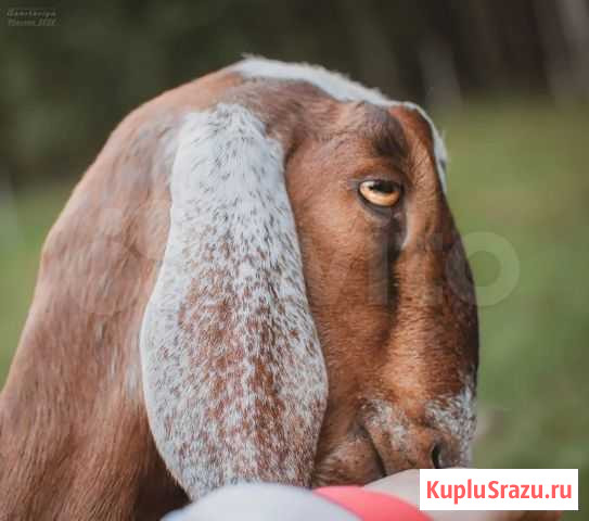 Козы, овцы, утки, кролики. Продажа хозяйства Выборг - изображение 1