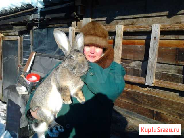 Кролики Тверь - изображение 1