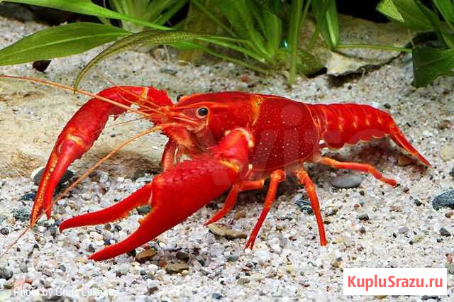 Рак Флоридский красный.Рак Флоридский белый Воронеж - изображение 1