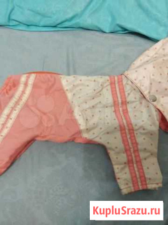 Одежда на тойчика или чихуашку Климовск - изображение 1