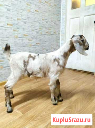 Нубийская коза Нижний Новгород - изображение 1