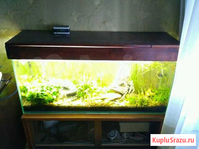 Аквариум Кемерово - изображение 1