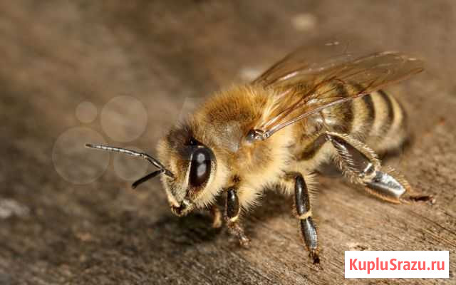 Пчелопакеты Кемерово - изображение 1