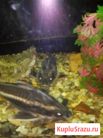 Сомы Нижний Новгород - изображение 1