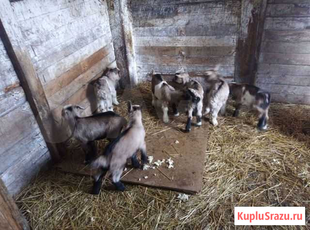 Козочки и колики, разного возраста, но все февраль Ясногорский - изображение 1