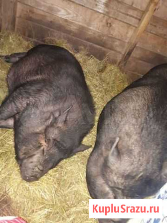 Вьетнамск вислобрюхий поросенок Верея - изображение 1