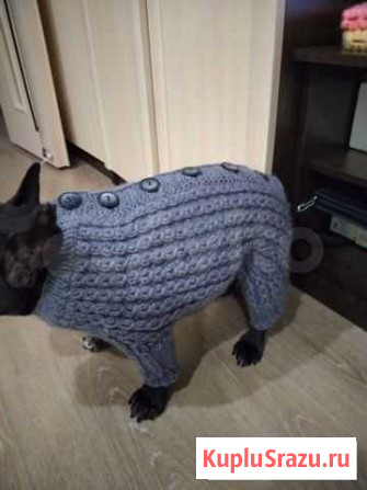 Комбинезон для животных или кофту Екатеринбург - изображение 1