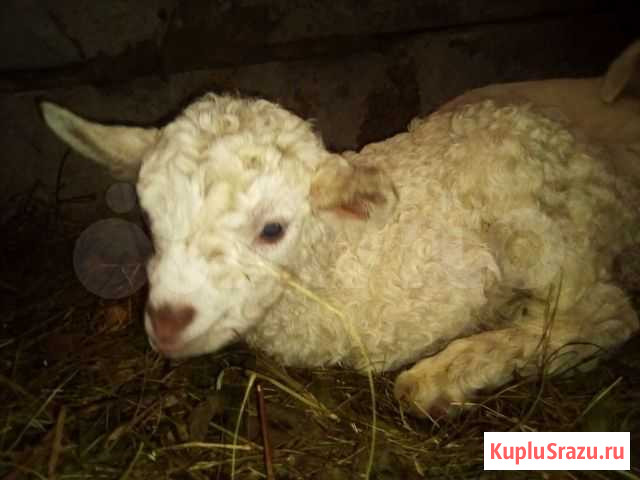 Козы, козлята 6шт. зааноальпийские Миасс - изображение 1
