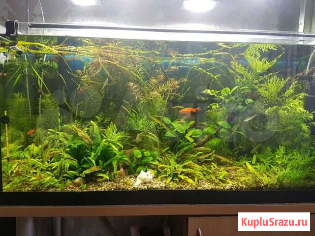 Растения жиаые для аквариума Калининград - изображение 1