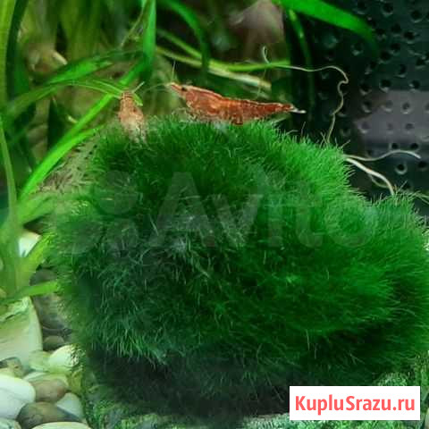 Аквариумные креветки Набережные Челны - изображение 1