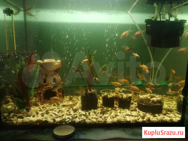 Золотые рыбки Иркутск - изображение 1