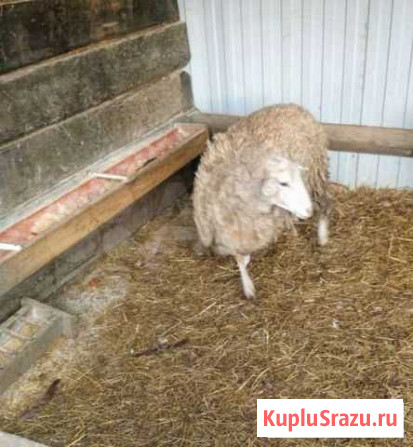 Овцы бараны Приморско-Ахтарск - изображение 1