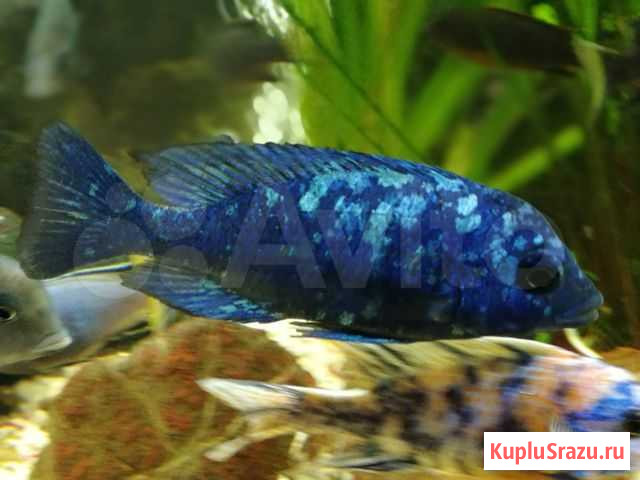 Ацей Итунги, Коданго, Ред Рубин, Кимпума, Камни Одинцово - изображение 1