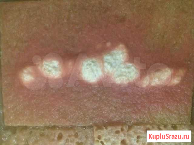 Аулофорус-живой корм Сочи - изображение 1