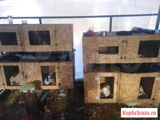 Домашние кролики с клетками Южноуральск - изображение 1