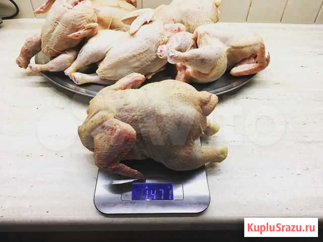 Фермерские продукты (яйца и мясо птицы) Сертолово - изображение 1