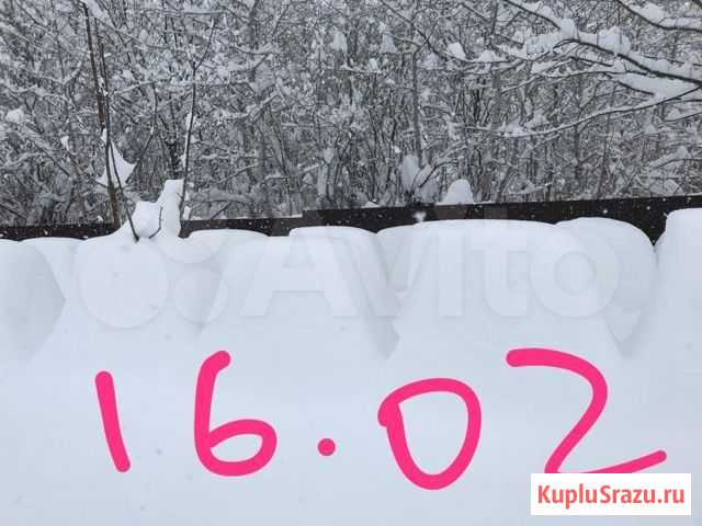 Пчелы: пчелосемьи, пчелопакеты Апшеронск - изображение 1