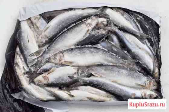 Сельдь неразделанная 350+ Санкт-Петербург