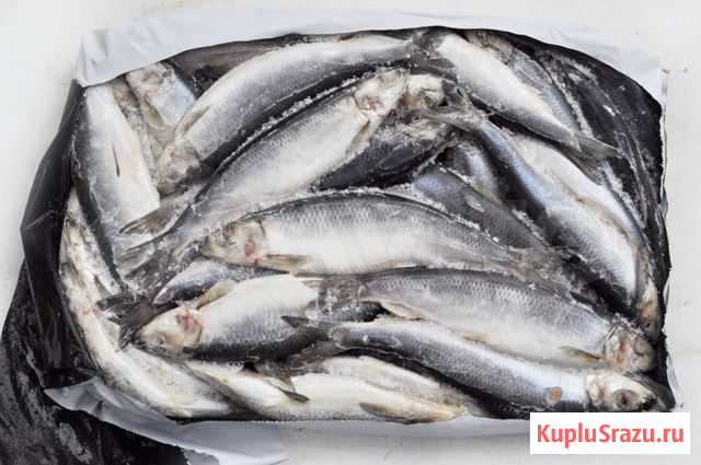 Сельдь неразделанная 350+ Санкт-Петербург - изображение 1