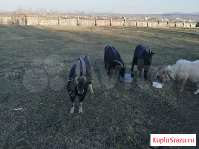 Козы и козлы на обряд, козье мясо, молоко, шкуры Улан-Удэ - изображение 1