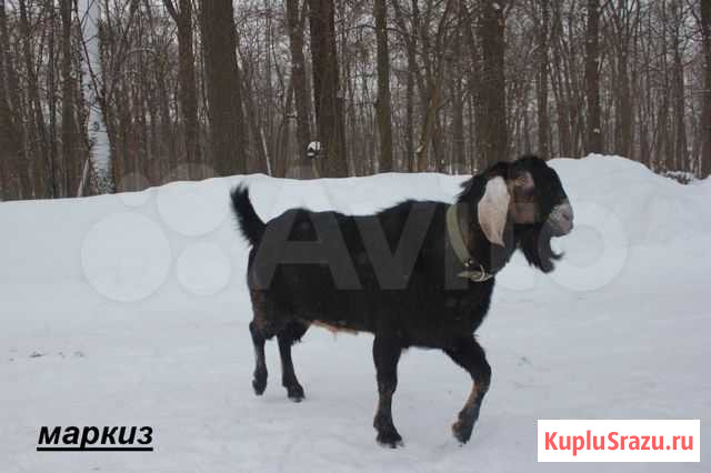 Козел чистокровный нубиец Тула - изображение 1