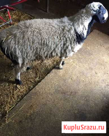 Баран Новопавловск - изображение 1