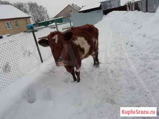 Корова Фершампенуаз